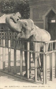 Vintage Barcelona Zoo Elephant Postcard White Border 1915-1930