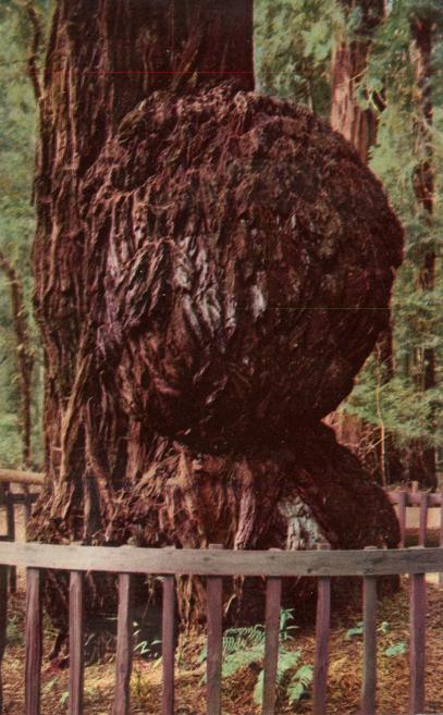 Giant Burl - Big Trees Park - Santa Cruz County CA, California