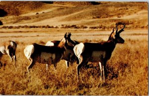 Antelope As Seen On Our Western Plains American Pronghorn Postcard