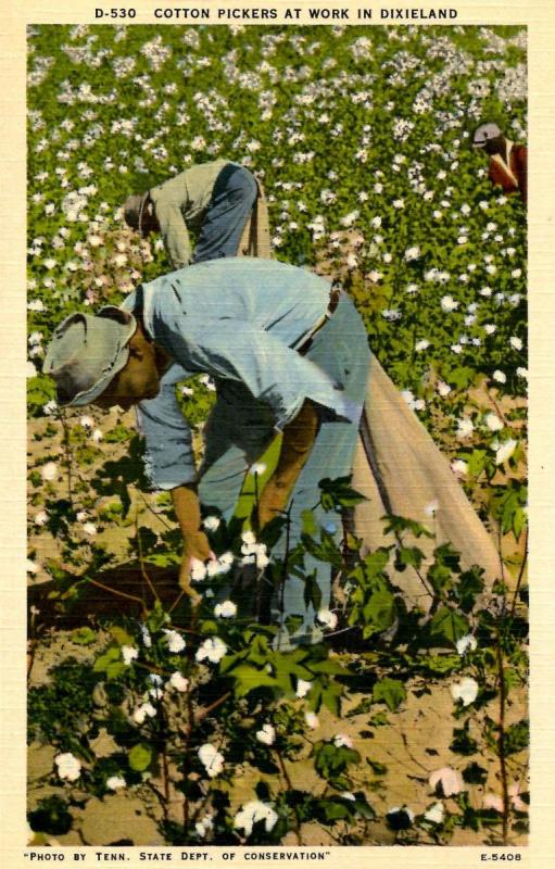 Cotton Pickers at Work in Dixieland