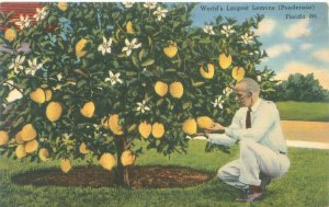 Florida Ponderosa Lemons, World's Largest Lemons Linen Postcard Unused
