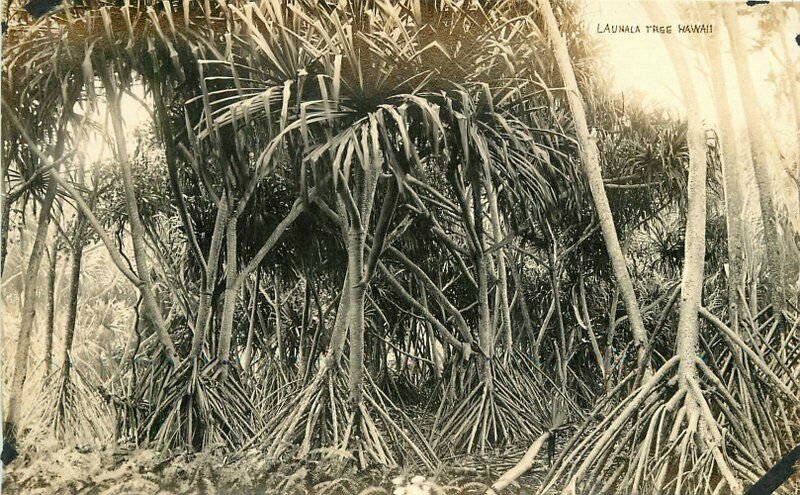 Hawaii Lauhala Tree 1920s RPPC Photo Postcard 20-5427