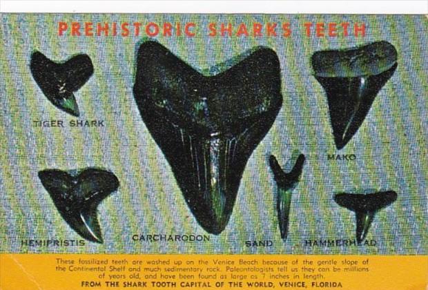 Florida Venice Prehistoric Sharks Teeth From The Shark Tooth Capital Of The W...