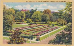 New York Rochester A Section Of Rose Gardens Maplewood Park