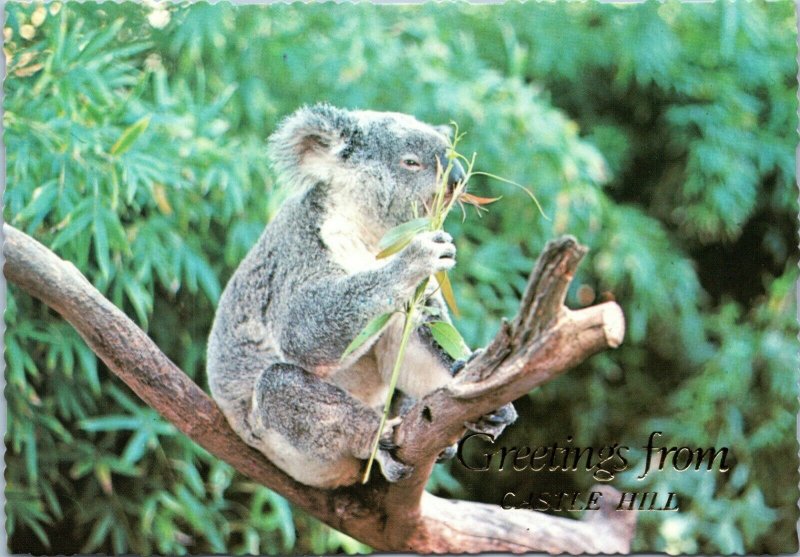 postcard Australia, NSW - Greetings from Castle Hill - Koala Bear