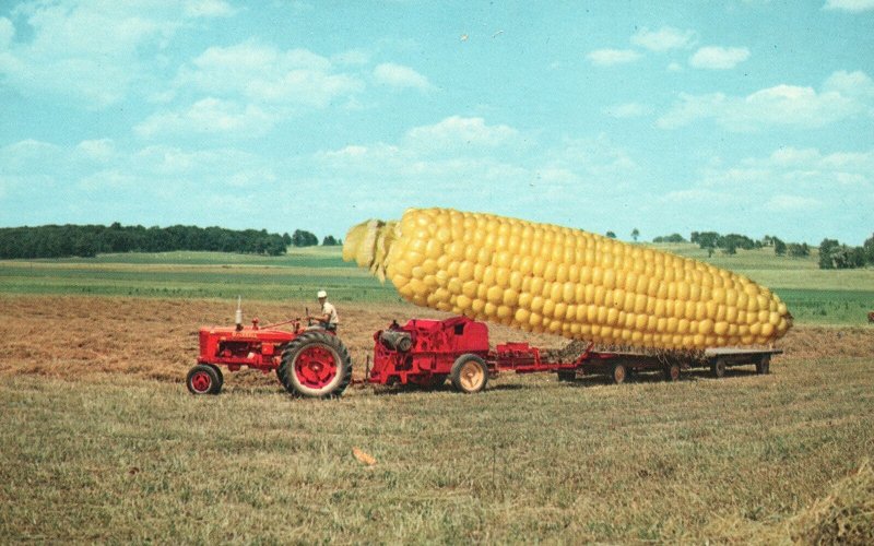 Vintage Postcard Big and Corny Corn Farming Corn Farm Plowing the Field