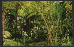 Hawaii HONOLULU Foster Botanic Gardens tropical tree ferns ~ Chrome