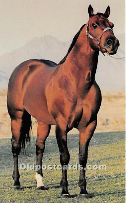 Skip's Alibi, Aqha Champion Scottsdale, Arizona, AZ, USA Horse Racing Unused 