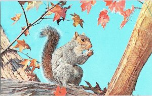 Squirrel Vintage Postcard Standard View Card 