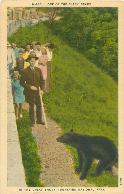 Black Bear and Tourists in Great Smoky Mountains National Park Linen Postcard