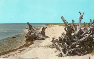 11015 Driftwood on the Outer Banks of North Carolina