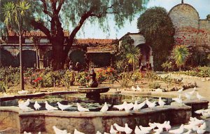 White Pigeons Bird Unused 