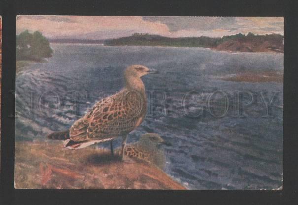 120157 North Seagull by LILIEFORS vintage Russian 1916 PC