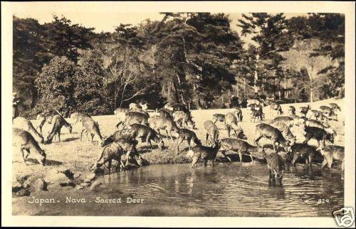 japan, NAVA, Sacred Deer (1930s) RPPC