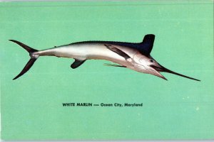 White Marlin Ocean City Maryland Postcard