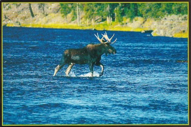 Montana Bull Moose Crossing Madison River