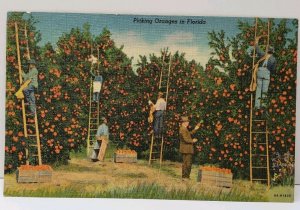 Picking Oranges in Florida Linen 1948  Panama City to York Pa Postcard D14