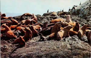 Sea-Lions Vancouver Island BC Unused Vintage Postcard G64