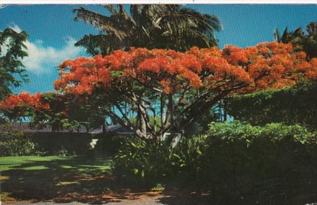 Hawaii The Flame Tree Or Royal Poinciana 1972