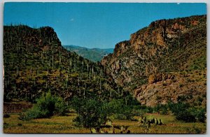 Vtg Arizona A Saguaro Cactus Forest Landscape Chrome View Postcard
