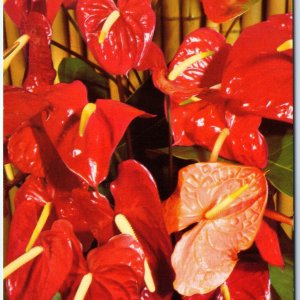 c1960s HI Hawaii Red Anthurium Flower Nani Li'I Chrome PC Japanese Writing A296