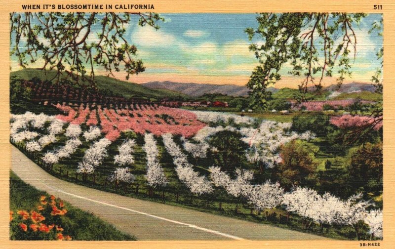 VINTAGE POSTCARD FLOWERS AND FIELDS IN BLOSSOM SCENE IN CALIFORNIA LINEN