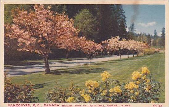 Canada Vancouver Blossom Time On Taylor Way Capilano Estates 1953