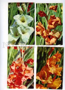 199501 RUSSIA gladiolus flowers Set of 15 old postcards
