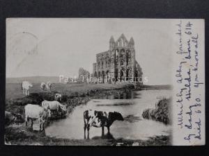 Yorkshire: Whitby Abbey c1903 showing Cattle Grazing