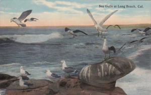 California Long Beach Sea Gulls At The Beach