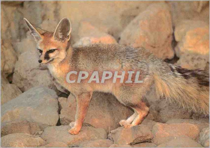 Postcard Modern Fox Blanfort WWF World Wide Fund for Nature