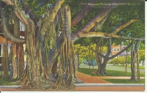 Banyan Tree In Florida