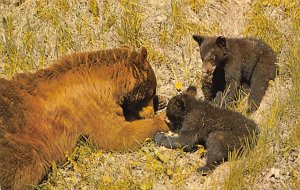 Black Bear and Cubs Canadian Rockies, USA Bear Postal Used Unknown 