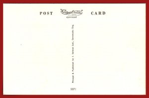 Suprise Attack - Blue Persian & Short-haired Tabby - [MX-969]