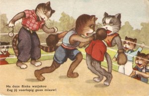 Humanized Cats. Boxing Old vintage Dutch postcard