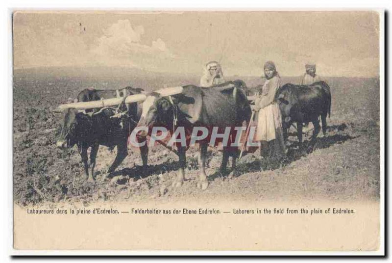 Laborers in plain & # 39Esdrelon Laborers in the field from the plain of Esdr...