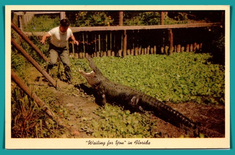 Florida, Silver Springs - Ross Allen & Huge Alligator - [FL-907]