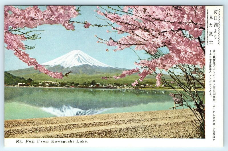 c1950s Japan Mt Fuji from Kawaguchi Lake Photo Postcard Cherry Blossoms Tree A31 