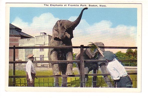 Zoo Keepers and Elephants, Franklin Park, Boston, Massachusetts, 