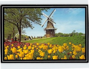 Postcard Tulip Time, Windmill Island, Holland, Michigan