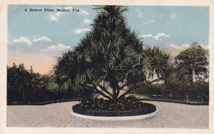 MIAMI, Florida, 1910-1920s; A Screw Pine