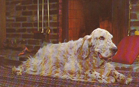 English Setter By The Fireside