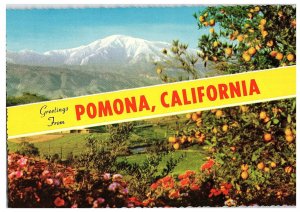 Greetings From Pomona Winter Orange Trees Flowers Snowcapped Mountains Postcard-