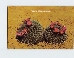 Postcard Twin Pincushion Cactus Desert Botanical Gardens Phoenix Arizona USA