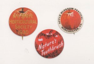 Apple Blossom Festival Winchester Virginia 1960s Badge Button Postcard