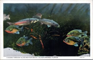 Postcard FL Silver Springs - view of fish through glass-bottom boat