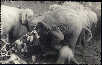 east pakistan BANGLADESH Elephant Khedda, Stockade Trap