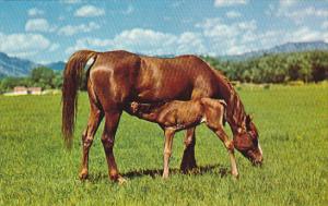 Dinner Time Horse with Colt