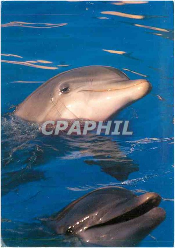 Postcard Modern Greece Dolphins