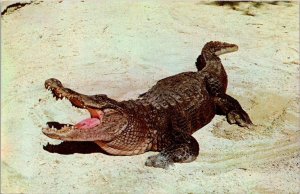 Florida A Florida Alligator